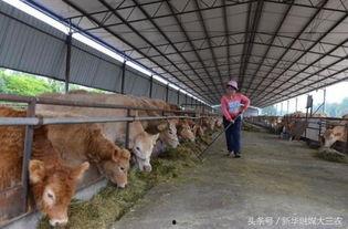 雙陽區養牛新聞頭條,打造綠色生態養殖新標桿